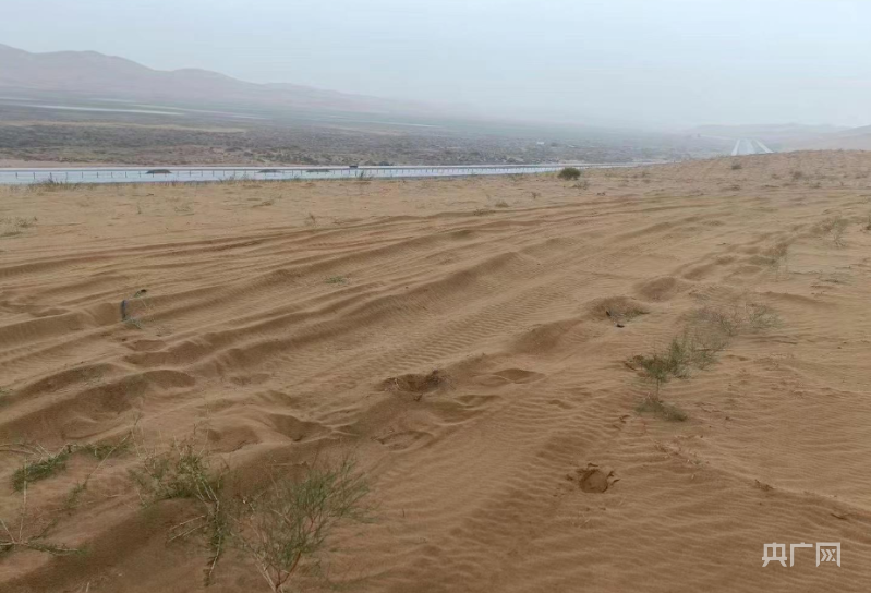 越野变撒野?2000余棵需补种!腾格里沙漠造林区治沙植物被压后续