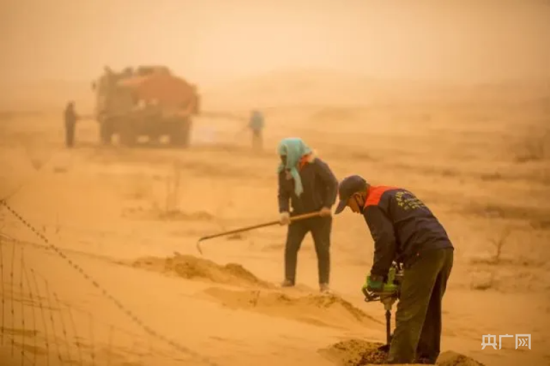 越野变撒野?2000余棵需补种!腾格里沙漠造林区治沙植物被压后续